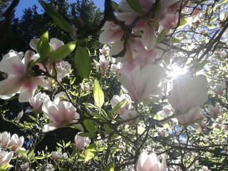 Magnolia