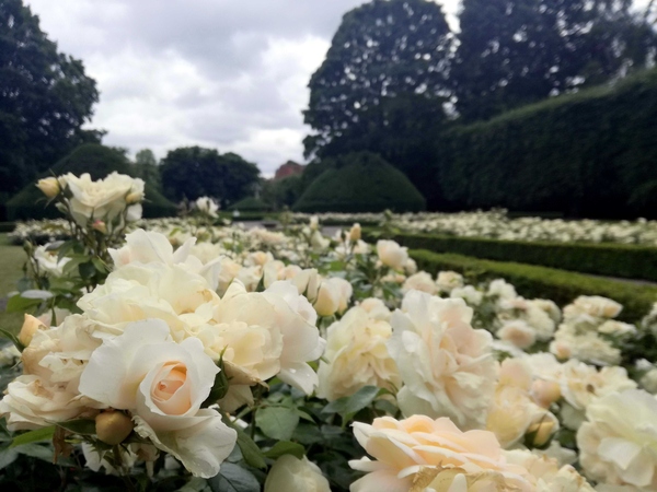 Róże przed Pałacem Opatów