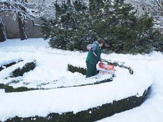 Zbieranie ciężkiego śniegu z obwódek bukszpanowych