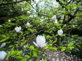 Kwiaty magnolii