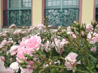 Różanki przed Pałacem Opatów