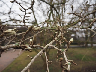 Pąki magnolii Soulange'a